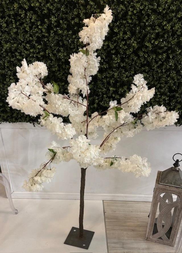 Rental store for TREE,  DOGWOOD  WHITE  4 6 in Kingsport TN