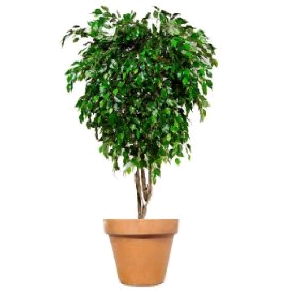 Rental store for TREE, 7 FT. FICUS TREE in Kingsport TN