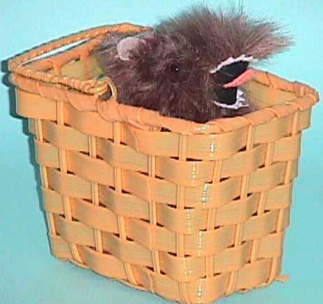 Rental store for TOTO WITH BASKET in Kingsport TN